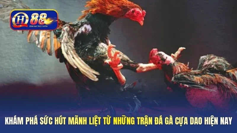 Khám phá sức hút mãnh liệt từ những trận đá gà cựa dao hiện nay